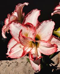 Image result for Amaryllidaceae