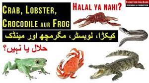 Crab is considered 'not halal' only in hanafi fiqh as far as i can remember. Crab Aur Lobster Halal Hai Ya Nahi Youtube