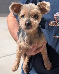 REINITED! ========== FOUND female yorkie (323) 377-3389