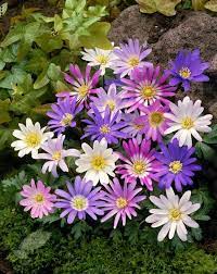 Anemone Blanda Mixed Winter Windflower Bulbs Plants Shade Plants Hardy Perennials