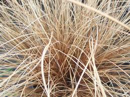 With arching, evergreen foliage in a striking shade of bronze, it will provide year round interest and colour. Carex Comans Bronze