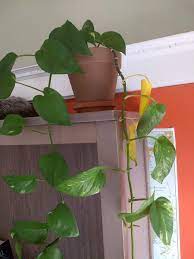 My Pothos Has One Stem Where The Leaves At The Base Are Turning Yellow But The Other Stems Are Fi Plant Leaves Turning Yellow Plant Leaves Turning Plant Leaves
