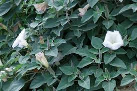 Image result for Datura inoxia