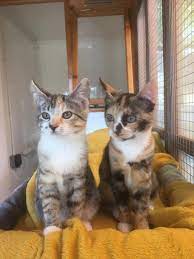 Cats Protection Haxby Shop Home Facebook