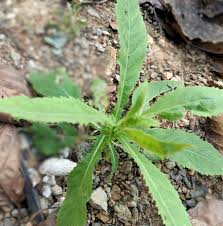 Image result for Laggera