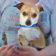 Maybe you would like to learn more about one of these? Home Meridian Canine Rescue