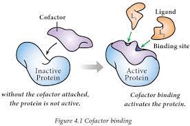 It is promoted as a preventive agent for cardiovascular diseases, parkinson's disease. Coenzyme