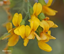 Image result for Calpurnia aurea