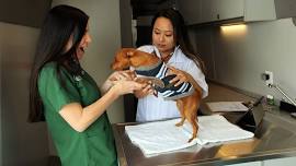 Escondido, CA – Dog dental cleaning