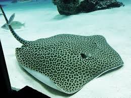 Leopard Ray Sea Animals Marine Animals Underwater Creatures