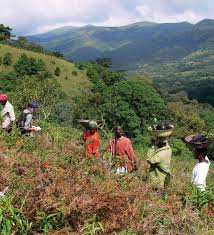 Image result for Agelanthus djurensis