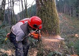 Please try again later, or report it to our customer service team. About Us Albany Ny Jime S Tree Service