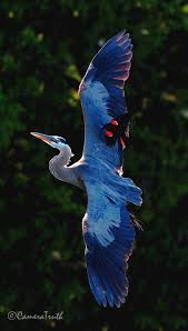 Black Bird With Two Long Tail Feathers Great Blue Heron With A Male Red Winged Blackbird Birds Animals Beautiful Birds Animals Beautiful
