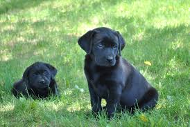 11 intestinal worms (including roundworm, whipworm, hookworm, tapeworm and hydatid tapeworm) access to water for swimming when weather allows. Cute Baby Black Lab Puppies Novocom Top