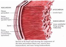 Human Heart Labeled In 2020 Human Heart Diagram Heart Function Parts Of The Heart
