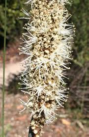 Image result for Xanthorrhoea