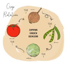 How crops affect the soil. Crop Rotation Guide 2021 E Agrovision