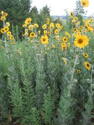 On this page we will discuss the temperate grasslands. Ashy Sunflower