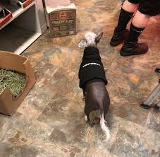 The point of this article is to list at least one interesting pet that is legal in each state; Nj Exotic Pets Lodi Yahoo Local Search Results
