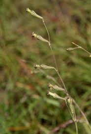 Image result for Silene burchellii