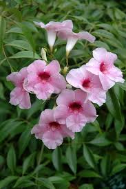 With the best flowering climbing plants mentioned below, you can give added interest to your garden along with other flora and fauna. Angus S Top Ten Australian Climbers Gardening With Angus