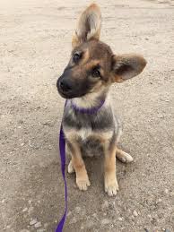 If the available puppies shown below do not fit your criteria for adoption, please do not apply. Pets For Adoption At Red Lake Rosie S Rescue In St Paul Mn Petfinder
