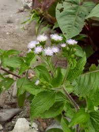 Image result for Ethulia conyzoides