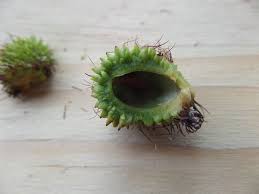 Image result for Dalbergia nitidula