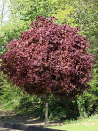 Unsere hochwertigen künstlichen heckenpaneele sind ein farbenfroher und zuverlässiger sichtschutz im außenbereich, wie am balkon, zaun oder im garten. Blut Ahorn Crimson Sentry Acer Platanoides Crimson Sentry Baumschule Horstmann