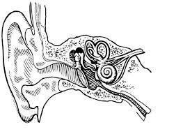 coloring page ear internal and external img 15716 clogged ears fluid in coloriage oies volantes