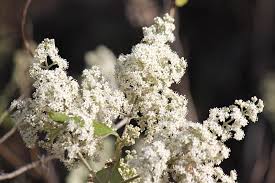 Image result for Buddleja dysophylla