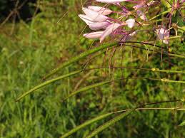 Image result for Cleome macrophylla