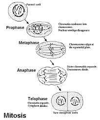 Skin, liver, heart ova in females contains a full set of chromosomes contains half the number of chromosomes in the documents similar to cell division and animal reproduction. Https Pa01000599 Schoolwires Net Cms Lib Pa01000599 Centricity Domain 97 Cell 20life 20cycle 20and 20reproduction 20summary Pdf