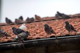 Maybe you would like to learn more about one of these? Le Centre Bourg De Beaumont Puy De Dome Est Devenu Le Paradis Des Pigeons Admet Le Maire Jean Paul Cuzin Beaumont 63110