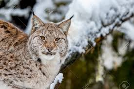 We did not find results for: Eurasian Lynx Lynx Lynx In The Snowy In Norway Captive Animal Stock Photo Picture And Royalty Free Image Image 93696810