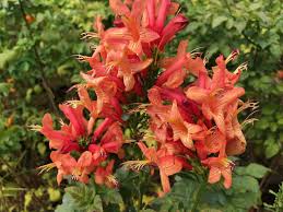 Image result for Tecomaria capensis