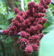 Image result for Ampelocissus