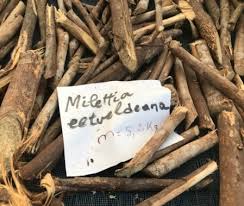 Image result for Millettia eetveldeana