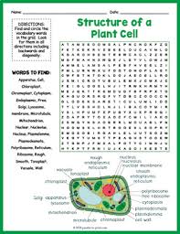 Plant cell diagram crossword key. Cell Worksheet Puzzle Teachers Pay Teachers