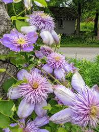 Image result for Clematis