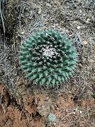 Image result for Kalaharia uncinata