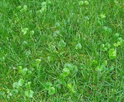 Is It Too Late To Kill Lawn Weeds Tips And Tricks For A Greener Thumb