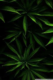 Sign up today and get notified when a new weed wallpaper is online Weed Iphone Wallpapers Group 59