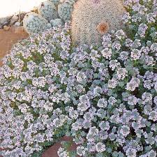 Image result for Eriosema shirense