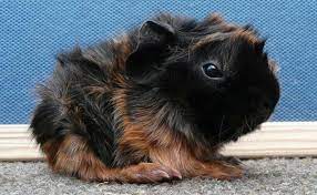 We did not find results for: Abyssinian Guinea Pigs