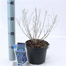 Image result for Perovskia atriplicifolia lacey blue lisslitt photo