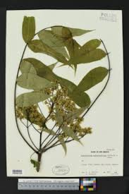 Image result for Zanthoxylum holtzianum