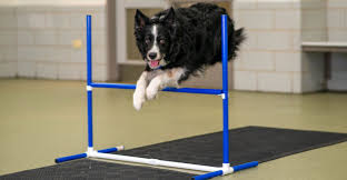 Quality dog handler and dog trainer clothing, training tools, equipment, nutrition for dogs, safety travel and car crates. Canine Sports Training In Chicago Tucker Pup S Pet Resort