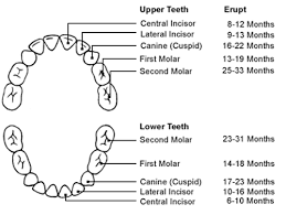 Childhood Tooth Development Watsontown Dental Pc