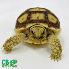 Dfw reptarium is the culmination of decades of passionate study and dedication to exemplary reptile and amphibian care, husbandry, and artistic display. Sulcata Tortoise For Sale Online Spurred Tortoise Hatchlings For Sale